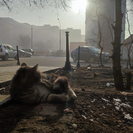 В Усть-Каменогорске опровергли слухи об эпидемии чумы у кошек 